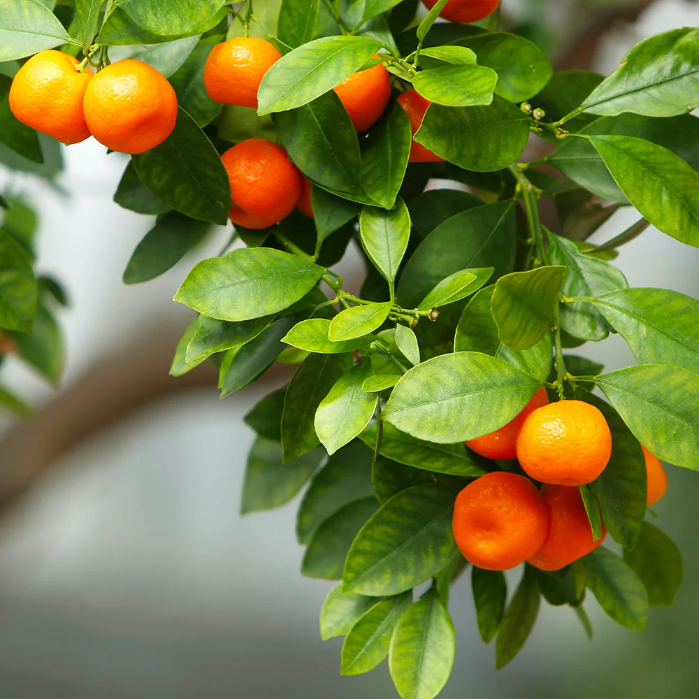 Owari Satsuma Mandarin Tree - Image 3