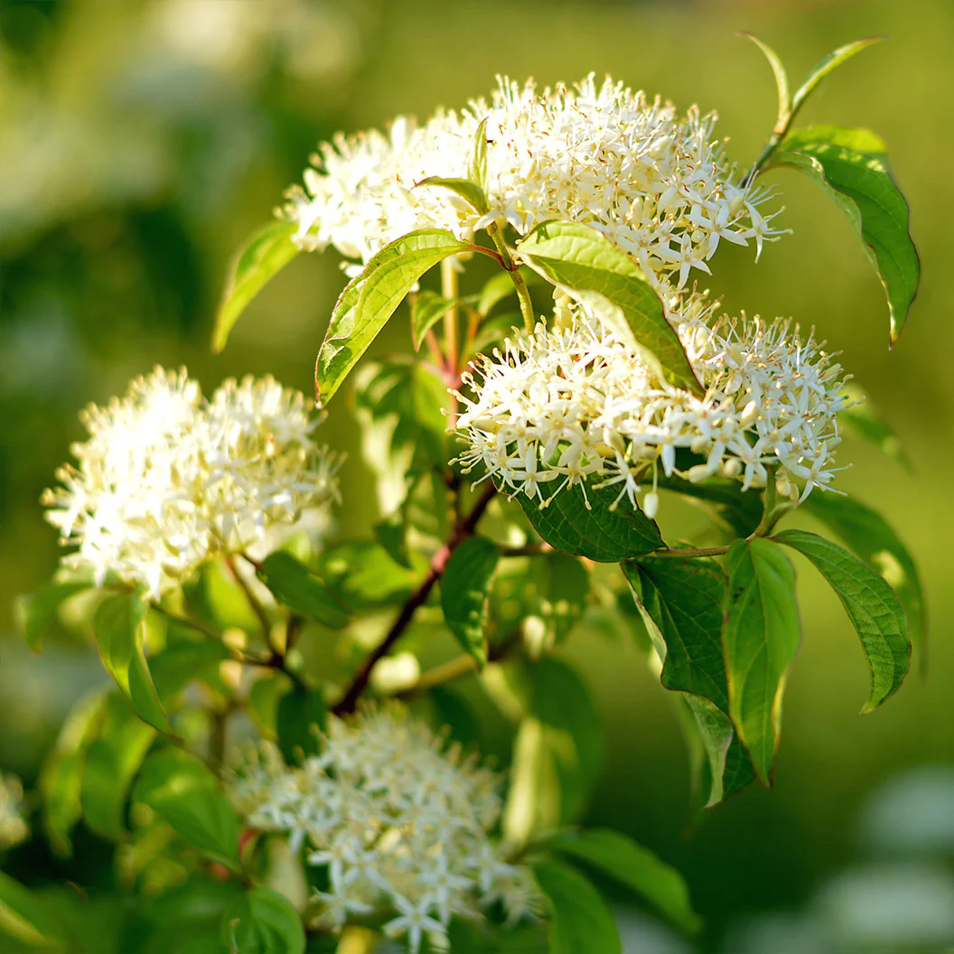 Pagoda Dogwood Tree - Image 2