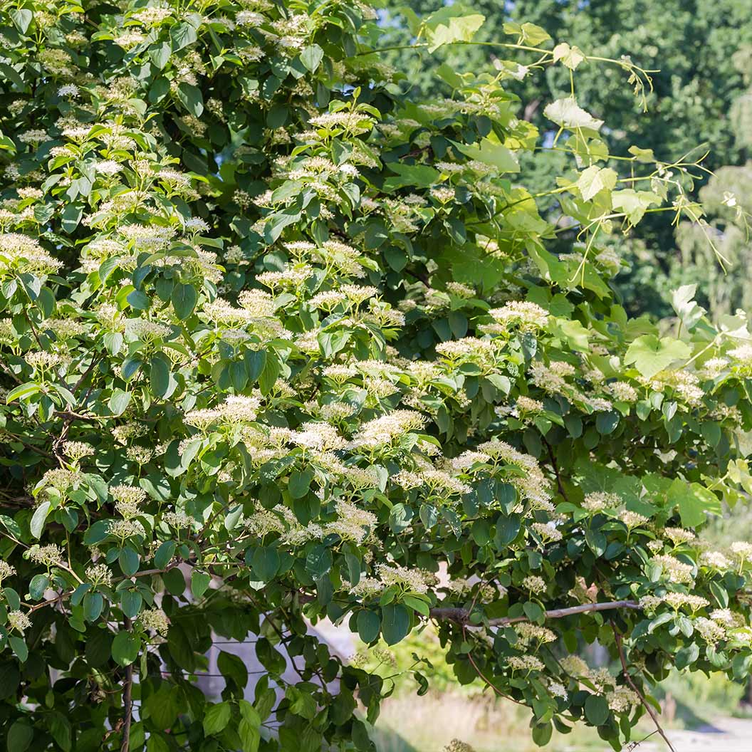 Pagoda Dogwood Tree - Image 3
