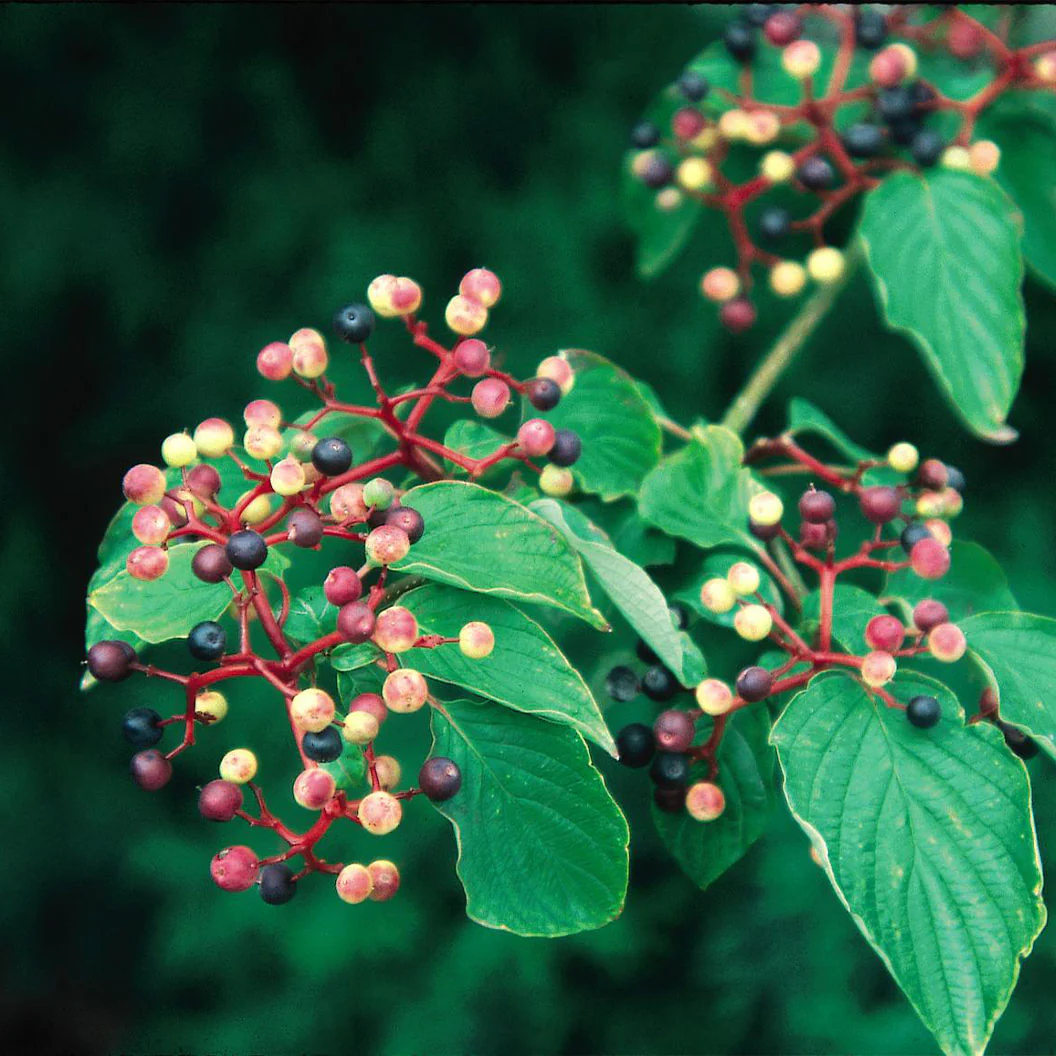 Pagoda Dogwood Tree - Image 4