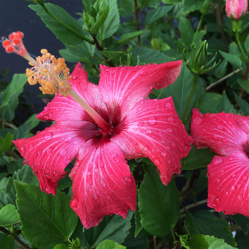 Painted Lady Hibiscus Bush - Image 2