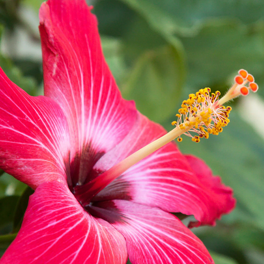 Painted Lady Hibiscus Bush - Image 3