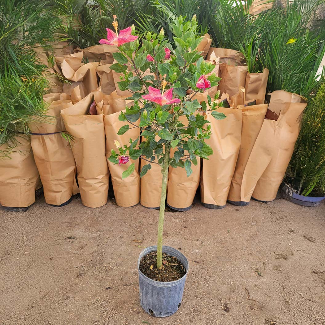 Painted Lady Tropical Hibiscus Tree - Image 2