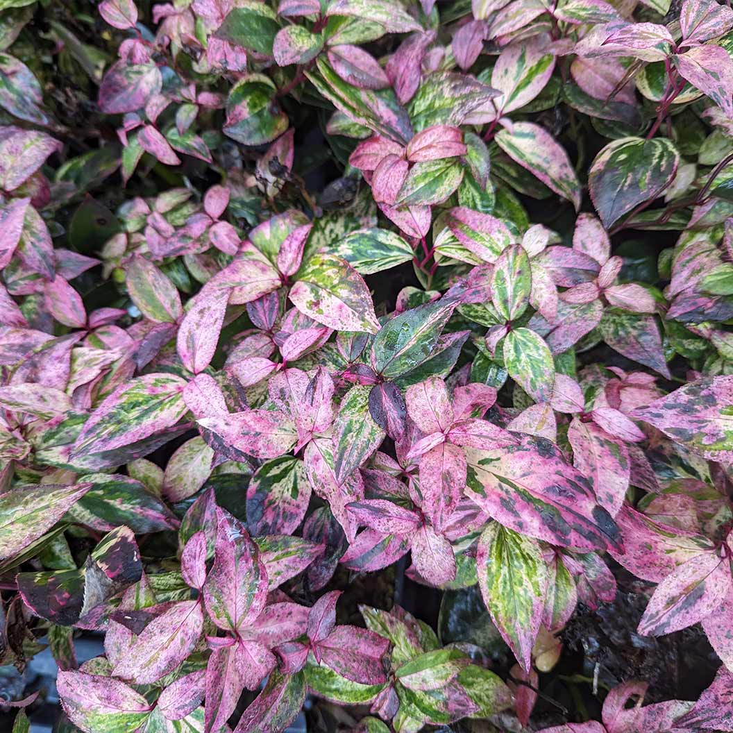 Proven Winners® Paisley Pup® Leucothoe - Image 2