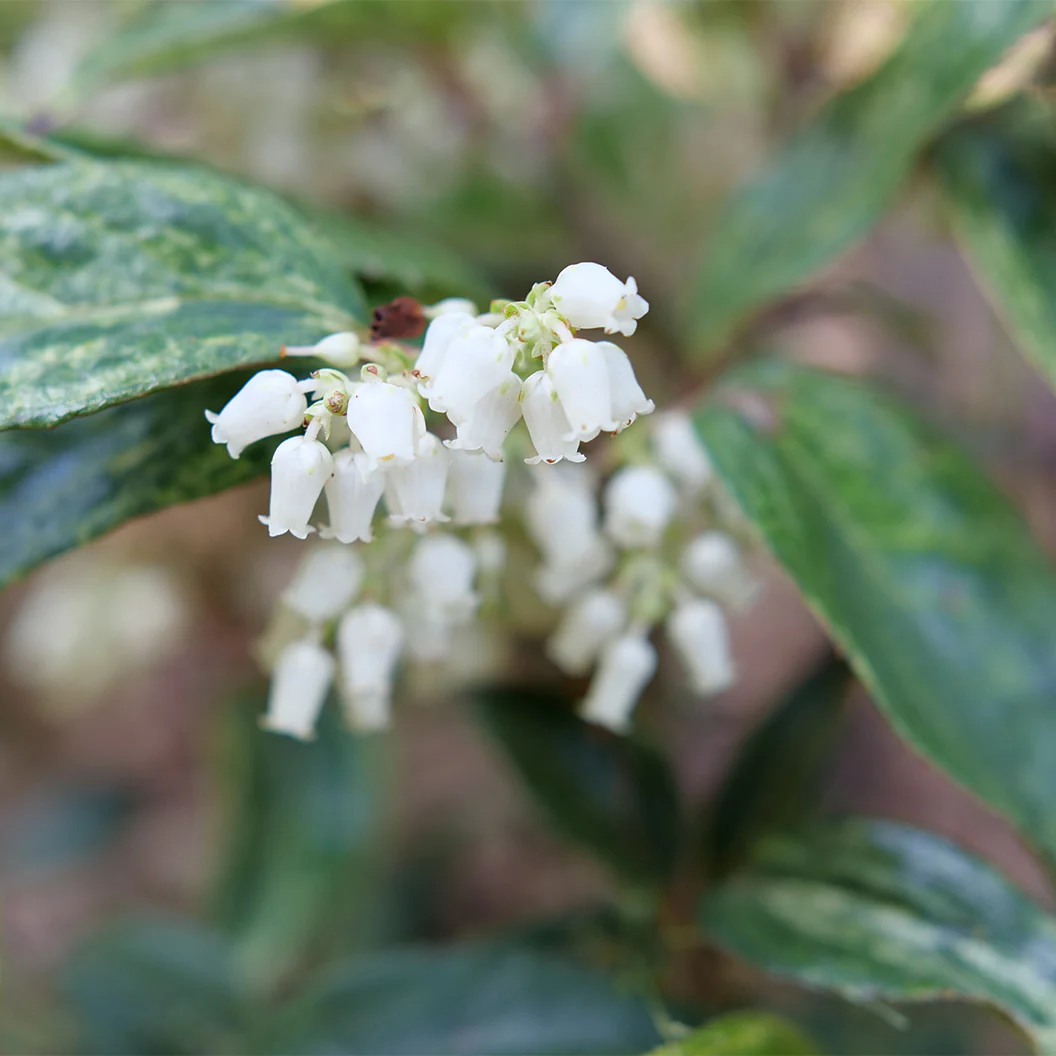 Proven Winners® Paisley Pup® Leucothoe - Image 3