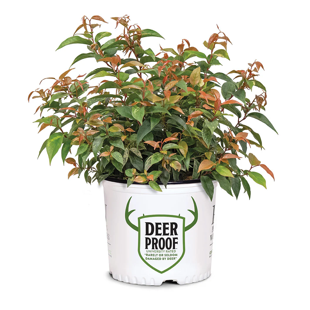 Proven Winners® Paisley Pup® Leucothoe - Image 4