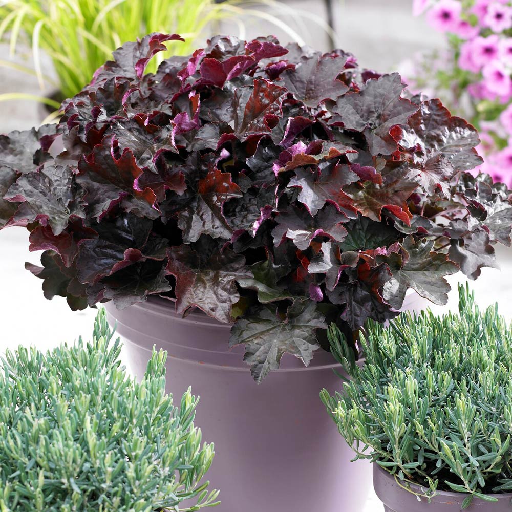 Palace Purple Heuchera - Image 2