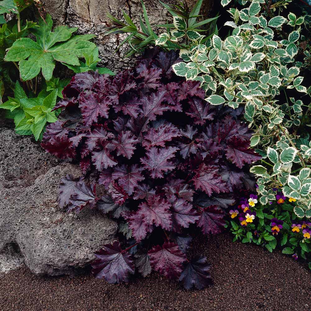 Palace Purple Heuchera - Image 3