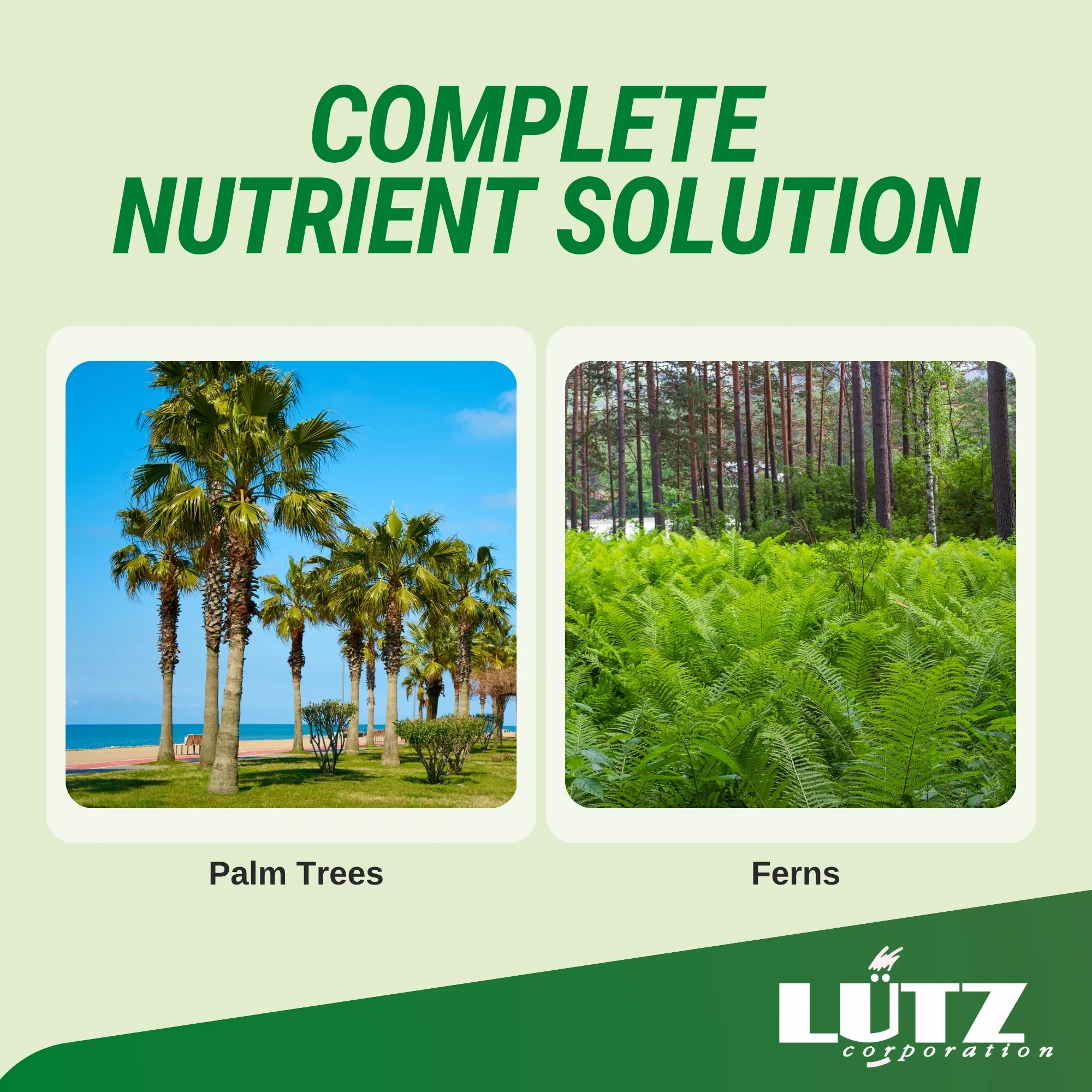 Lutz Palm Tree Fertilizer Spikes - Image 8