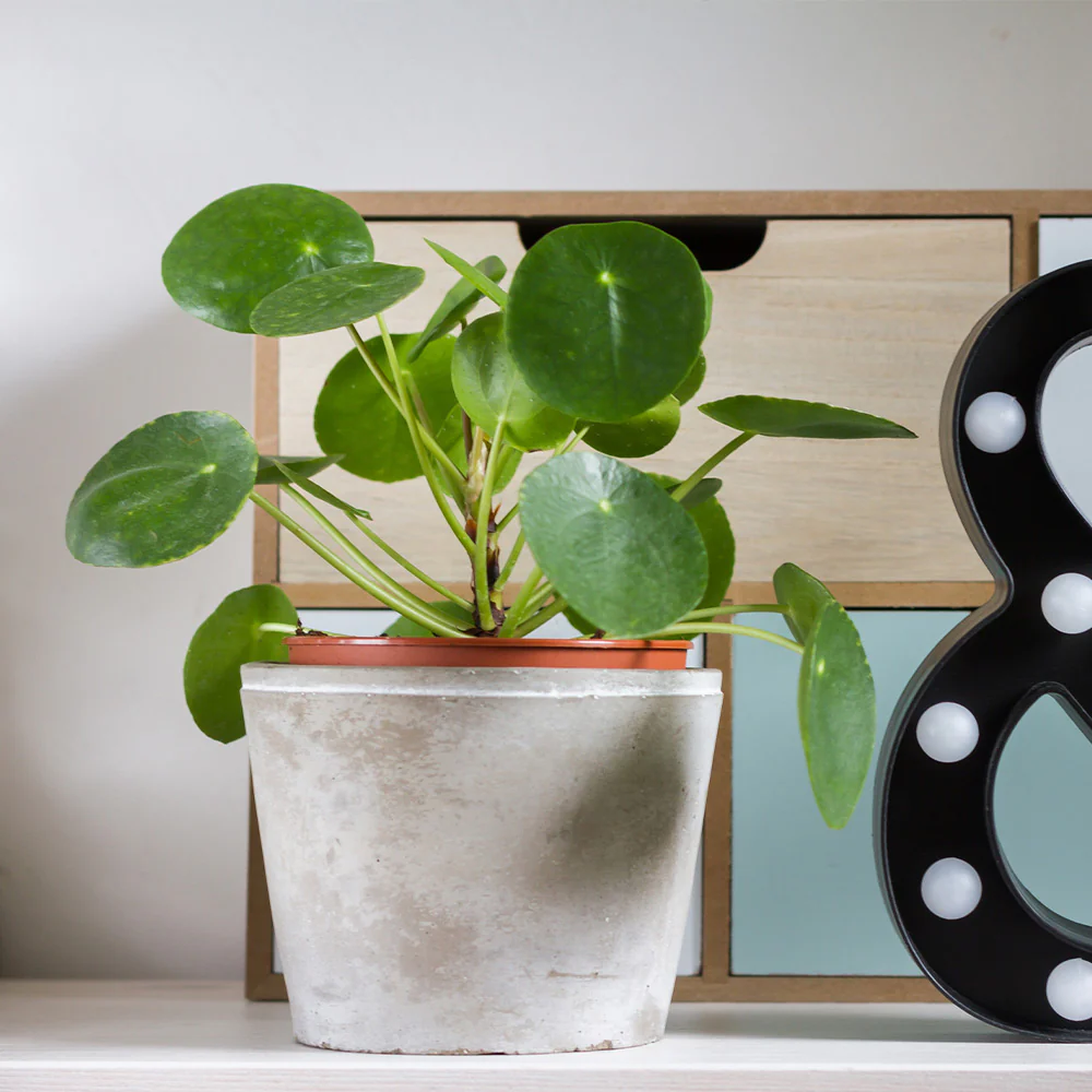 Pancake Plant - Image 3