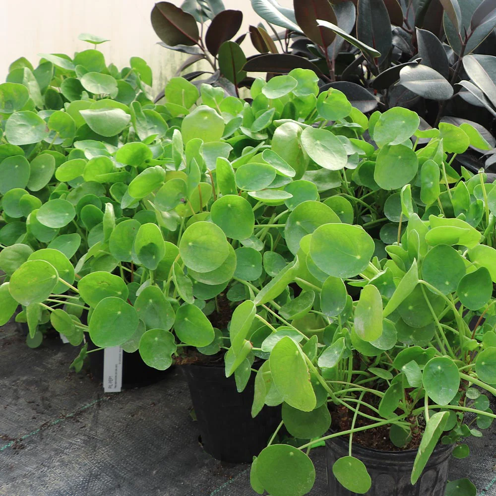 Pancake Plant - Image 4
