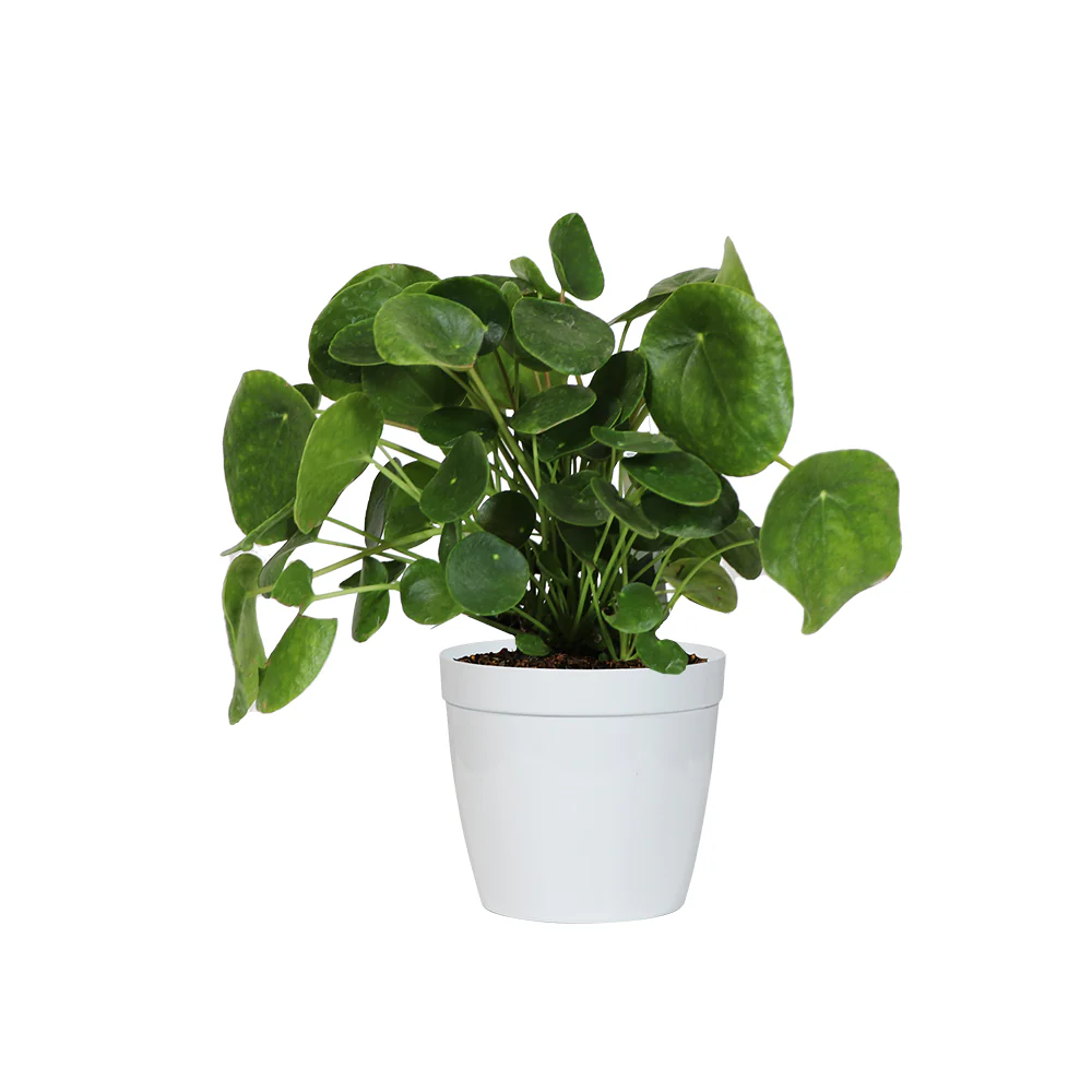 Pancake Plant - Image 5