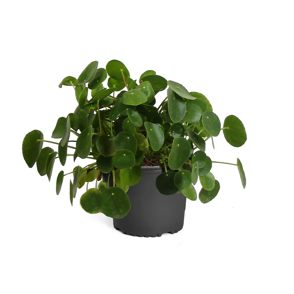 Pancake Plant - Image 6