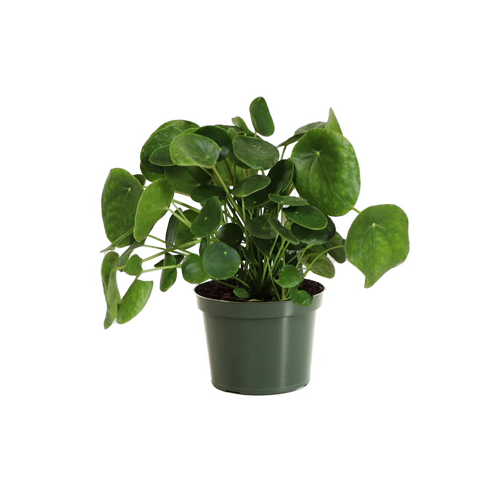 Pancake Plant - Image 7