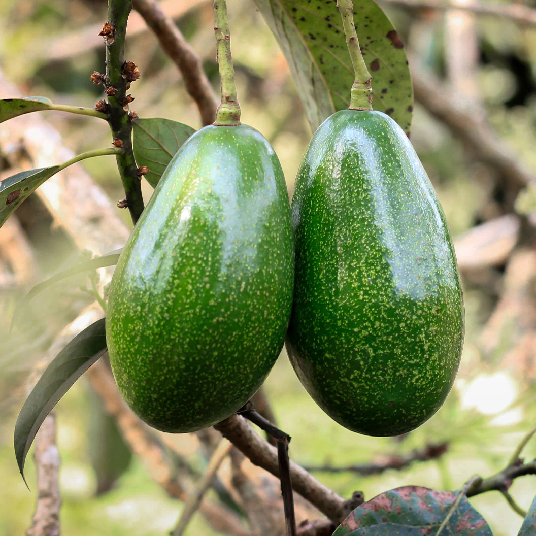 Pancho Avocado - Image 2