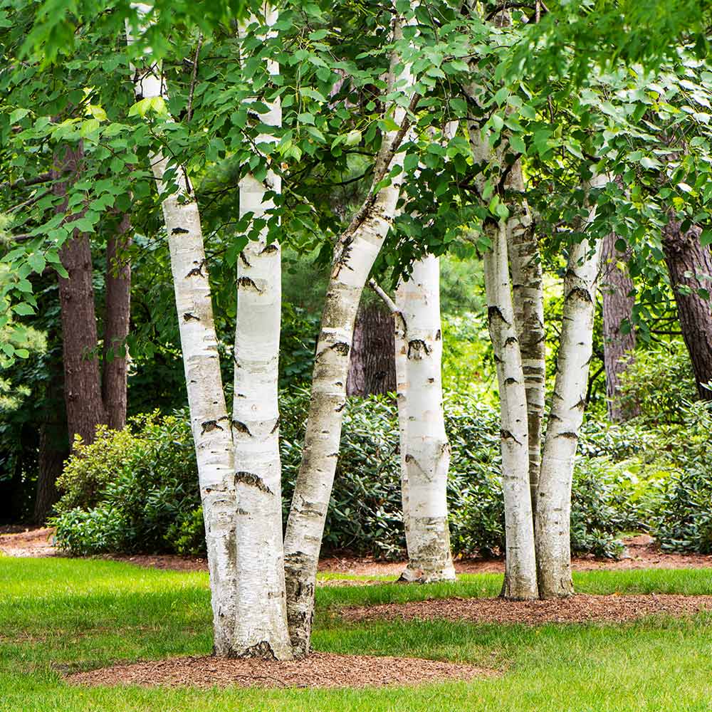 Paper Birch Tree - Image 2