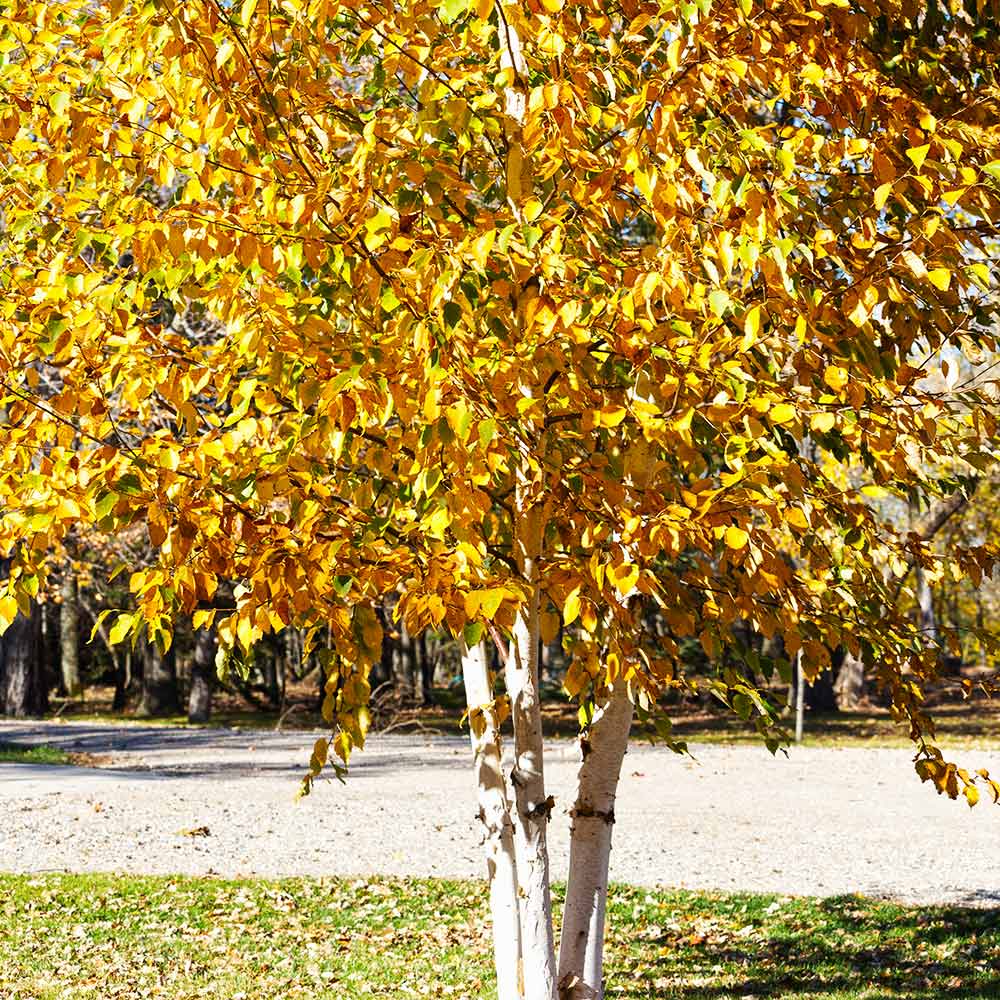 Paper Birch Tree - Image 3