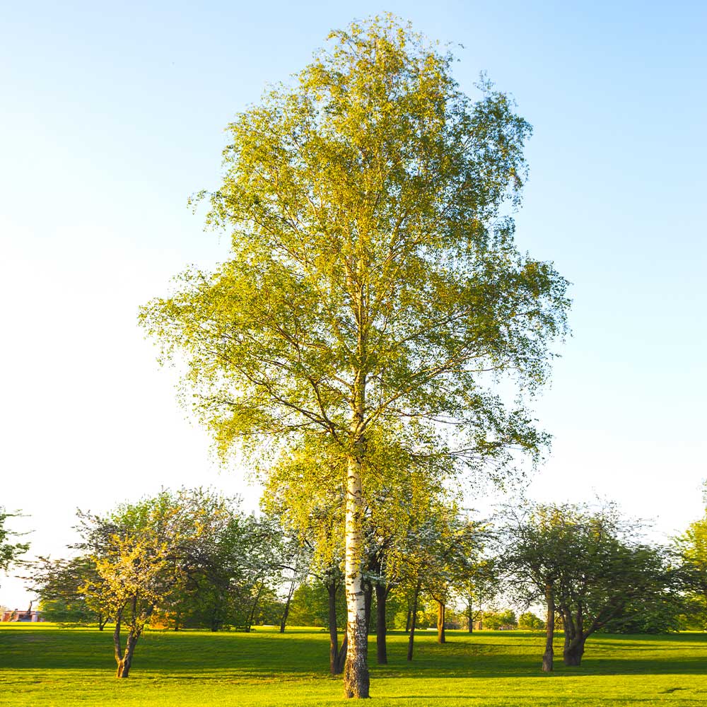 Paper Birch Tree - Image 4
