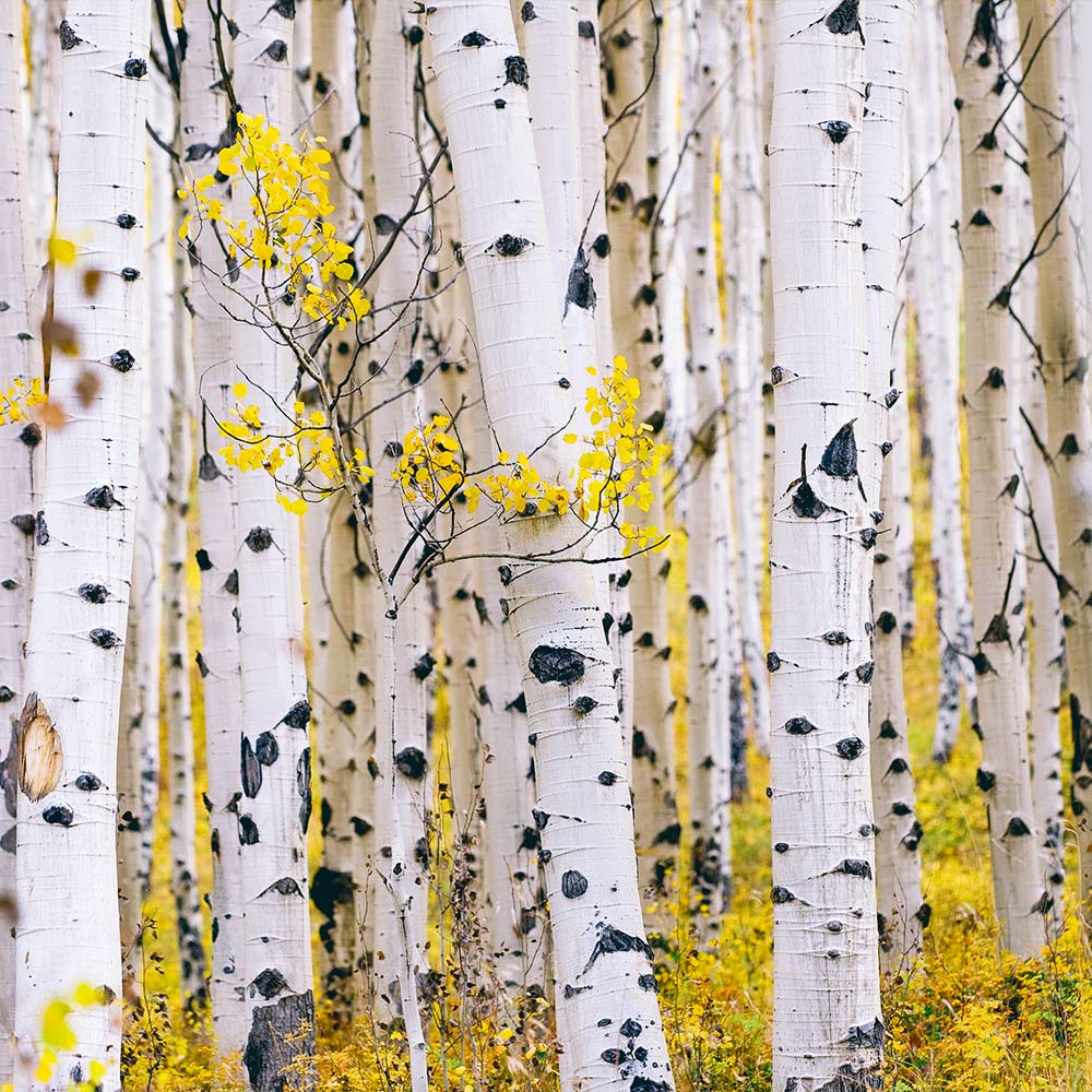 Paper Birch Tree - Image 5