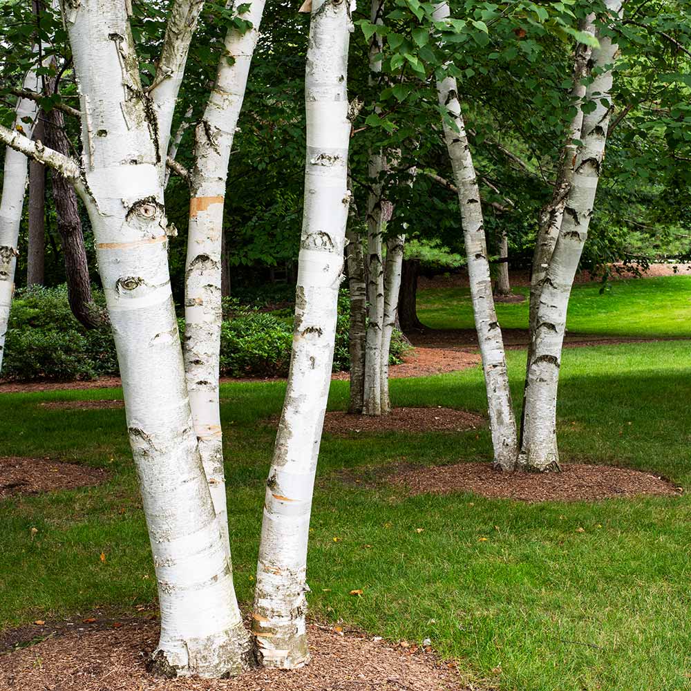 Paper Birch Tree - Image 6