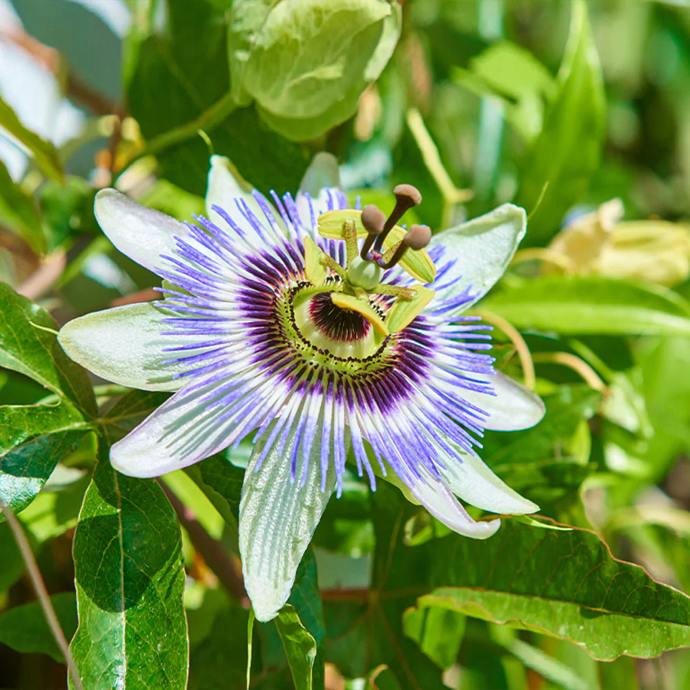 Passion Fruit Vine - Image 2