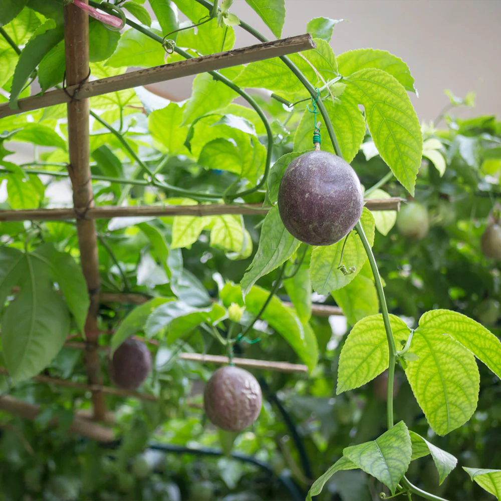 Passion Fruit Vine - Image 4