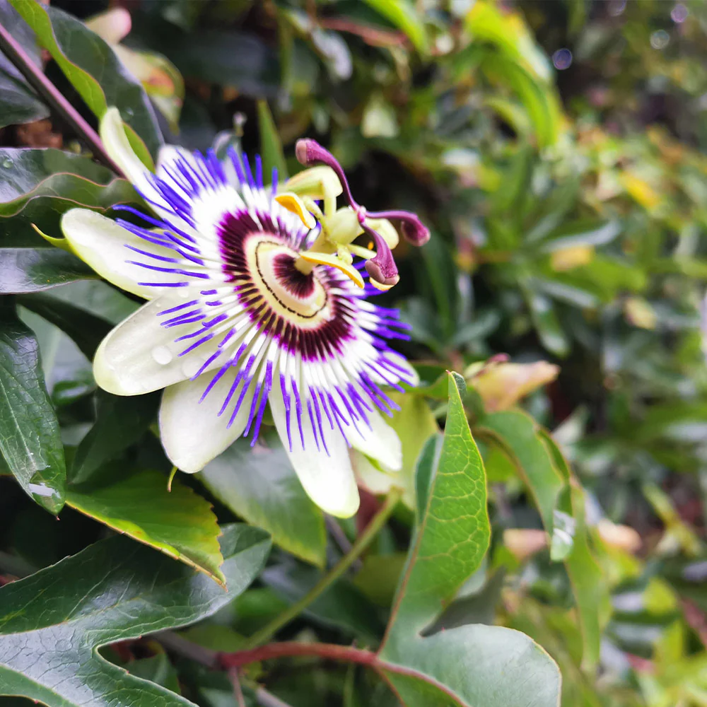 Passion Fruit Vine - Image 5