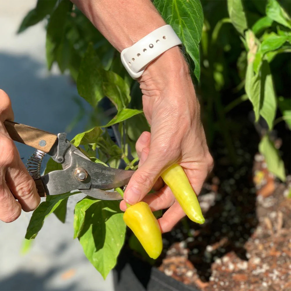 Gardenuity® Patio Hot Pepper Garden - Image 4