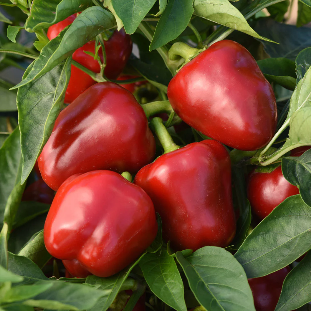 Patio Snack Organic Veggie 4 Pack Plant - Image 3