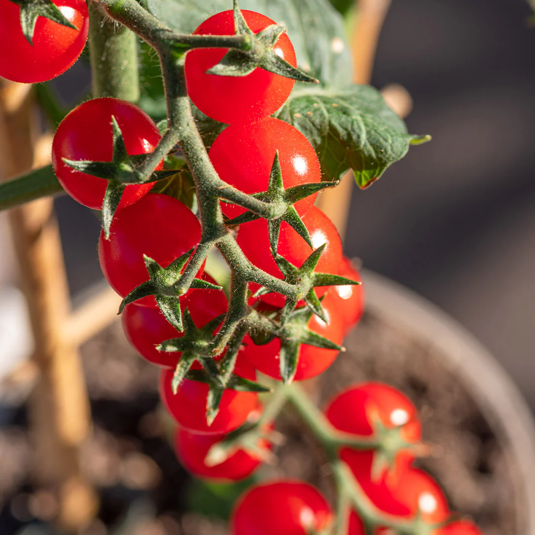Patio Snack Organic Veggie 4 Pack Plant - Image 5