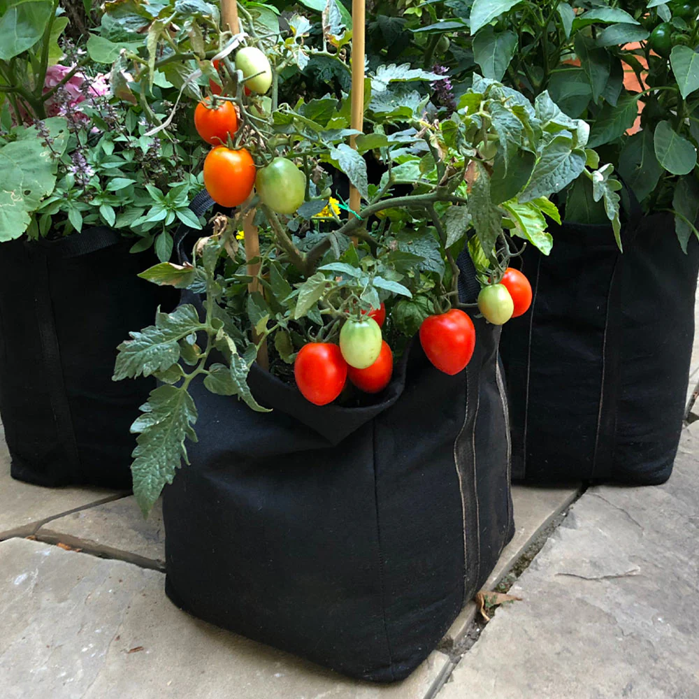Gardenuity® Patio Tomato Garden - Image 3