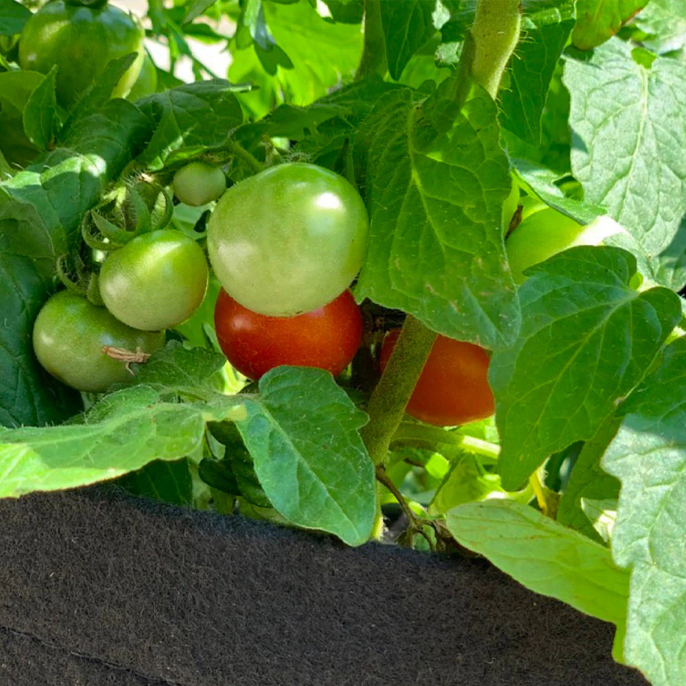 Gardenuity® Patio Tomato Garden - Image 4