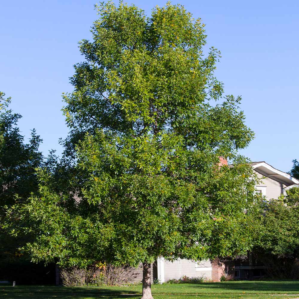 Patmore Green Ash Tree - Image 3