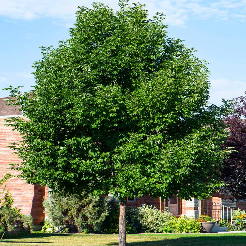 Patmore Green Ash Tree - Image 4