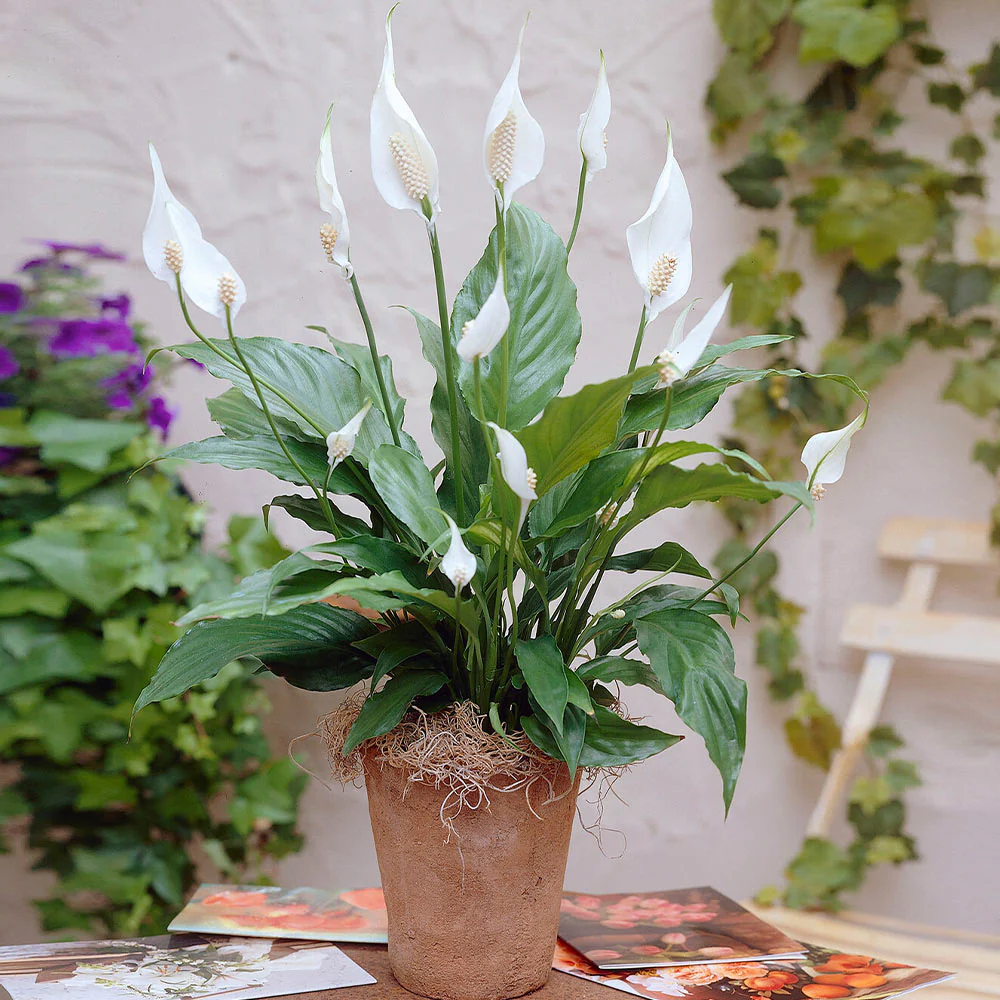 Peace Lily Plant - Image 4
