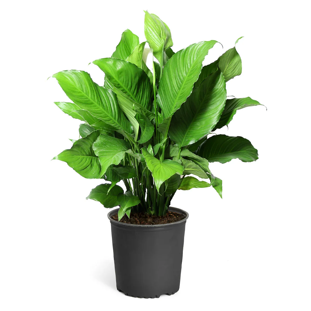 Peace Lily Plant - Image 7