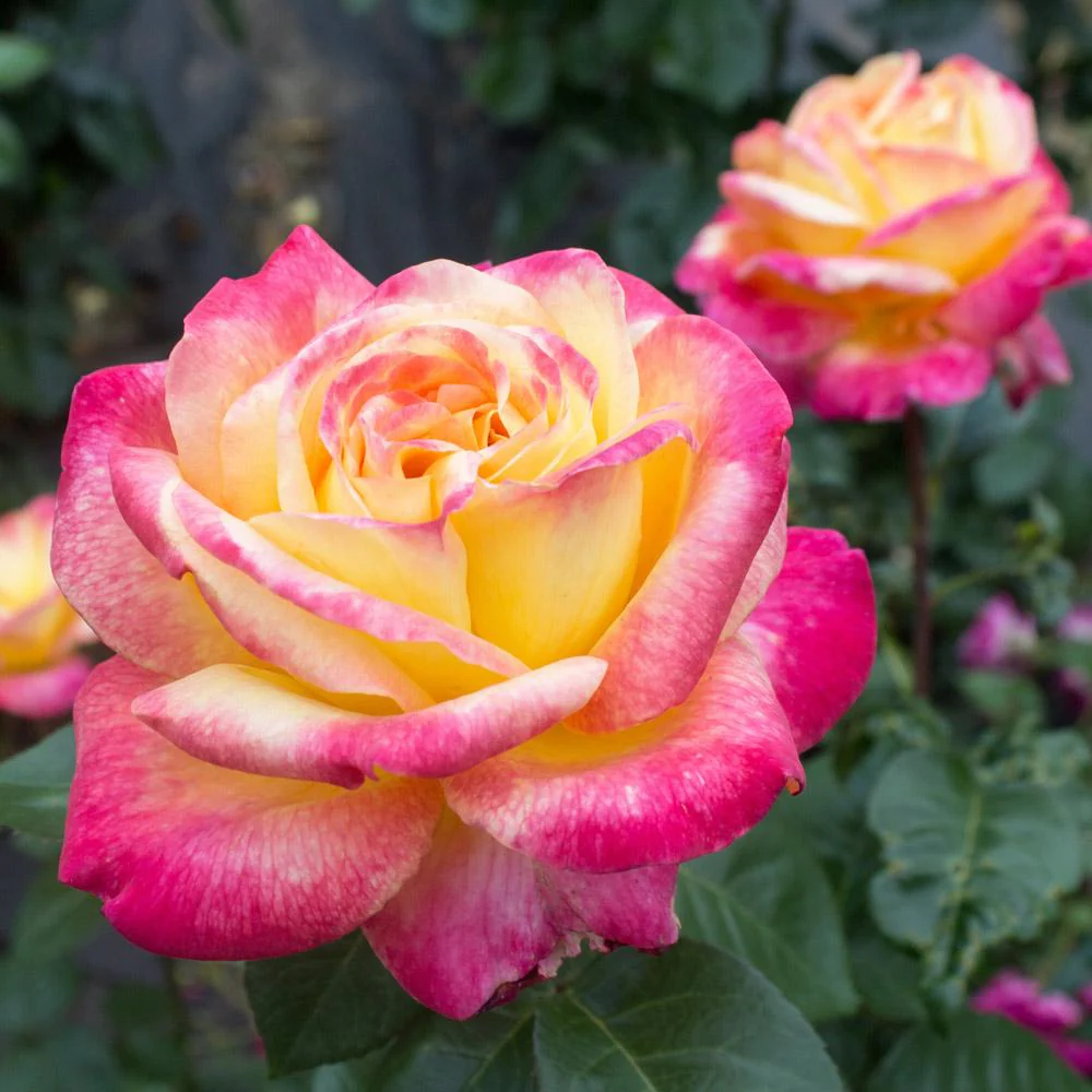 Peace Rose - Image 2