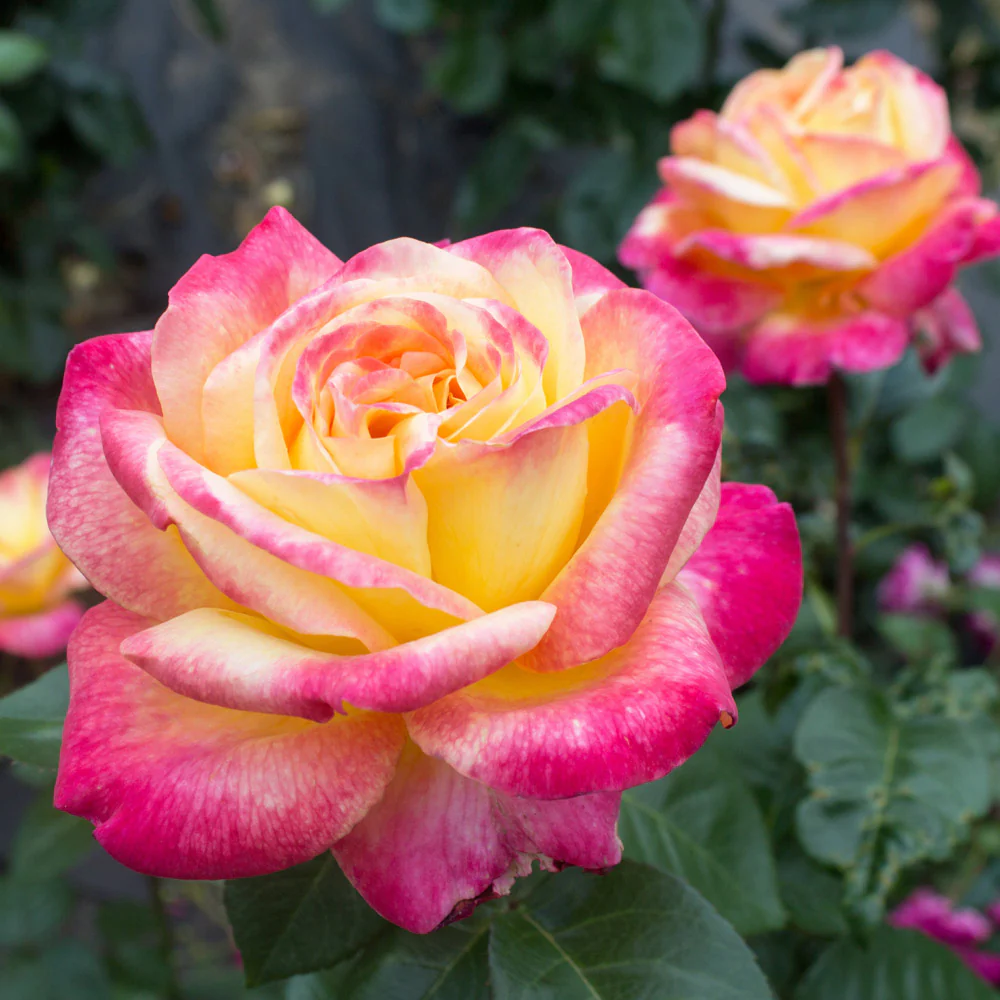 Peace Rose Shrub in Fiber Pot - Image 2