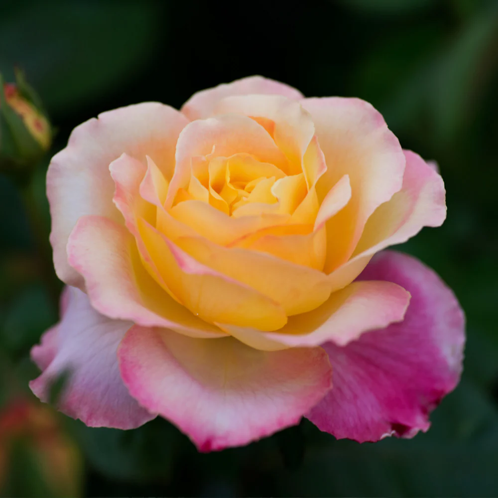 Peace Rose Shrub in Fiber Pot - Image 3