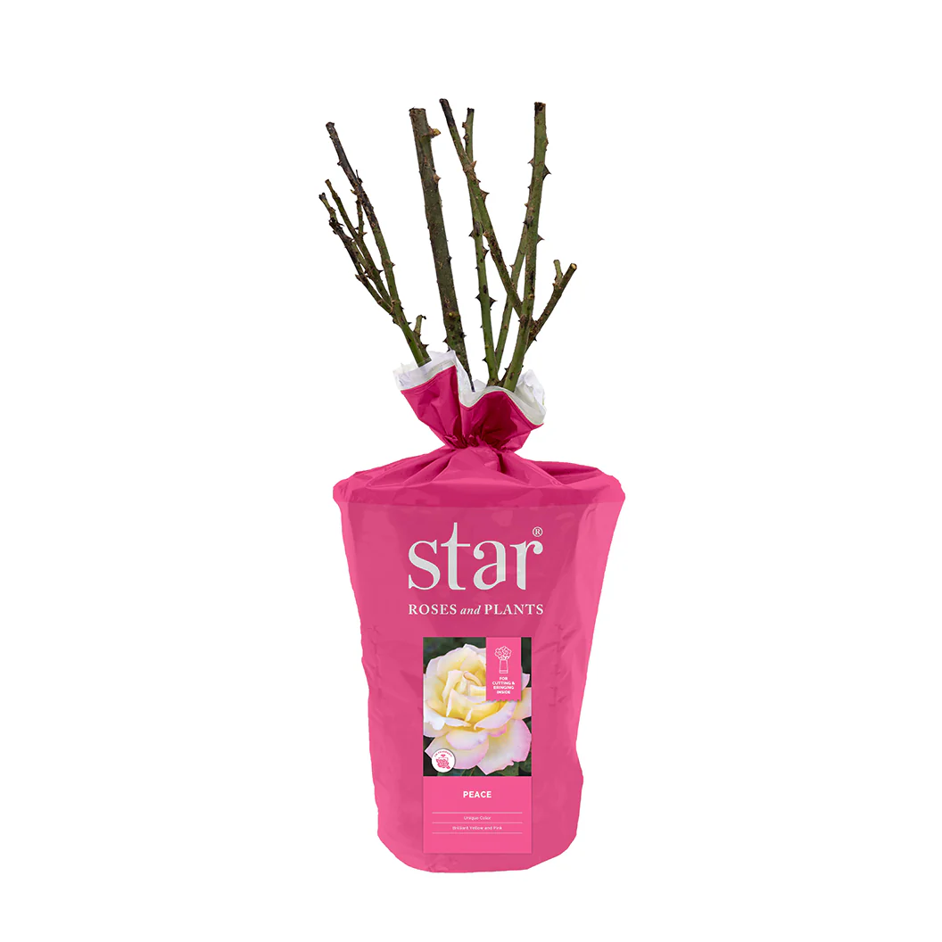 Peace Rose Shrub in Fiber Pot - Image 4