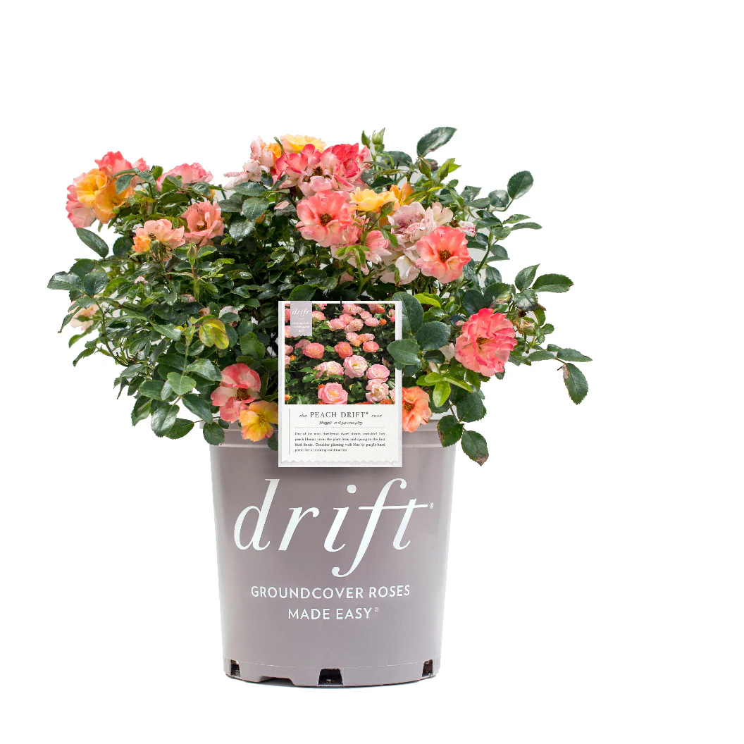 Peach Drift® Rose - Image 4