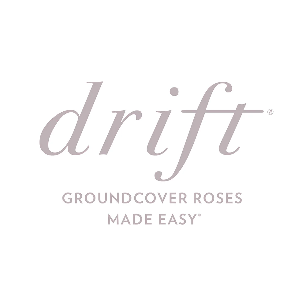 Apricot Drift® Rose - Image 5