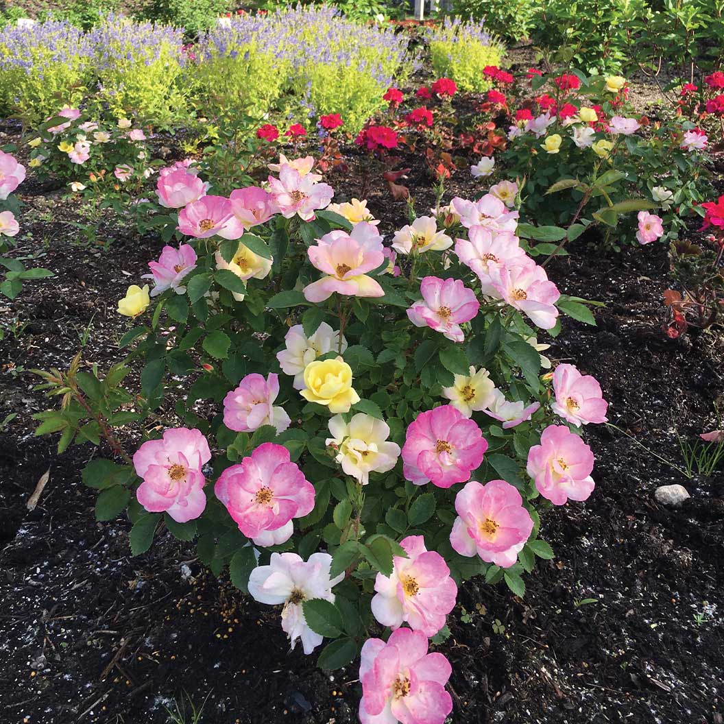 Peach Lemonade® Rose Bush - Image 2