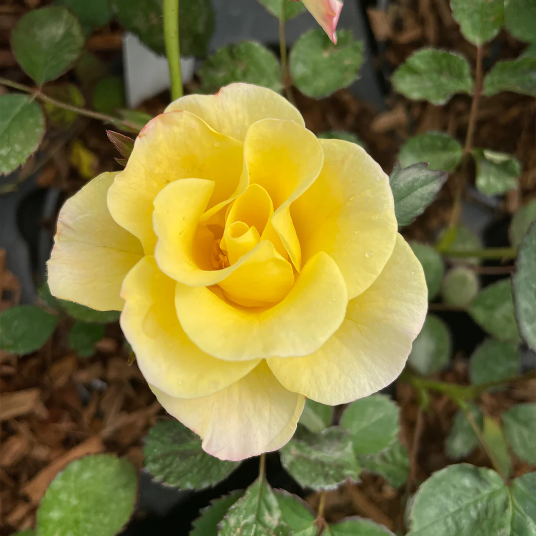 Peach Lemonade® Rose Bush - Image 3