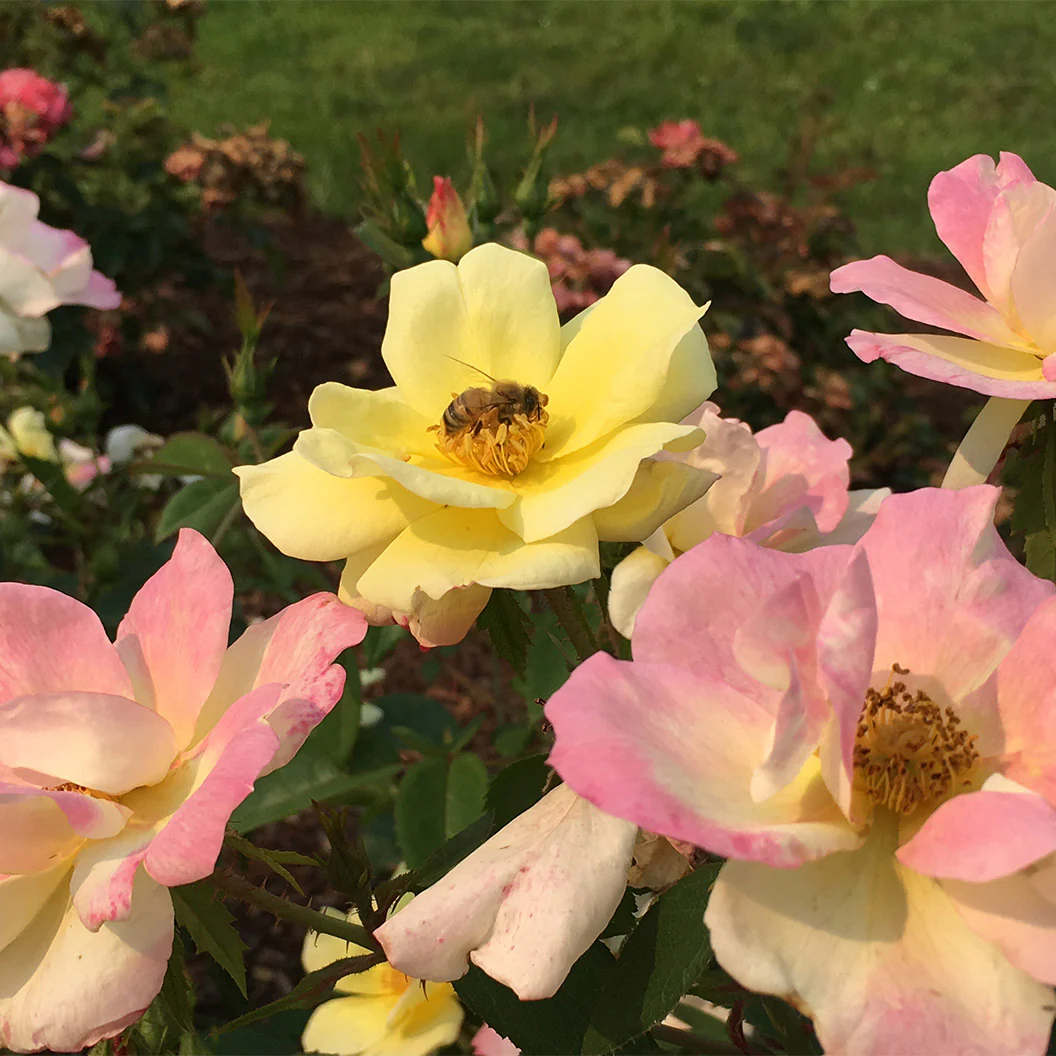 Peach Lemonade® Rose Bush - Image 4