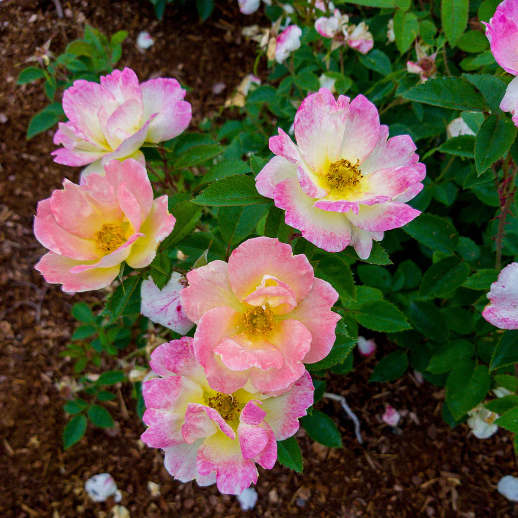Peach Lemonade® Rose Bush - Image 5