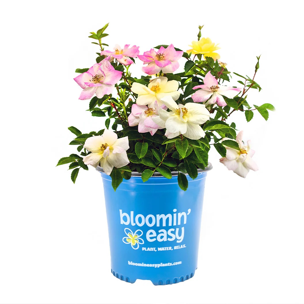 Peach Lemonade® Rose Bush - Image 6