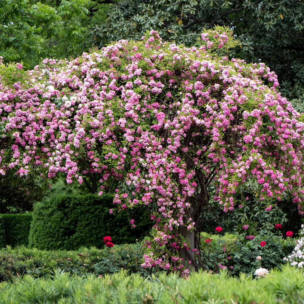 Peggy Martin Rose Shrub - Image 2