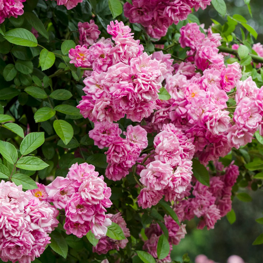 Peggy Martin Rose Shrub - Image 3