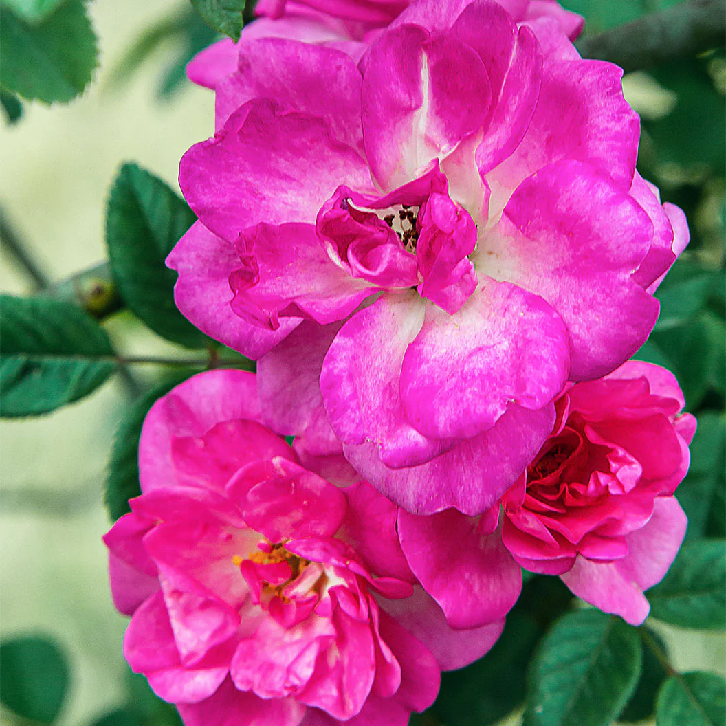 Peggy Martin Rose Shrub - Image 4